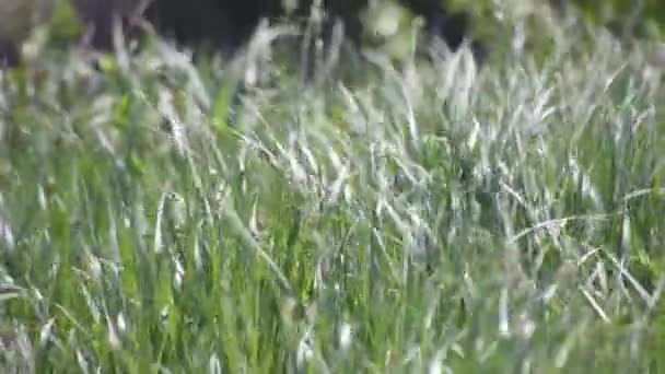 風の強い日にブロムスSecalinusと春のフィールド — ストック動画