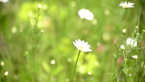 Nivyanik Virág Leucnthemum Virágzás Kárpátok Völgyében — Stock videók