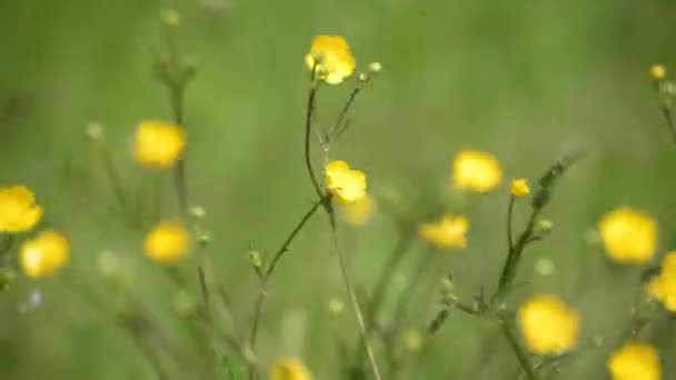 Glade Con Flores Florecientes Buttercup — Vídeo de stock