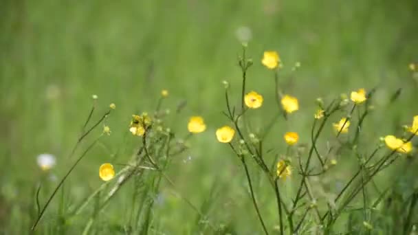 Glade Blooming Buttercup Flowers — Stockvideo