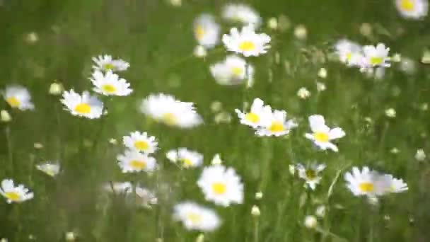 Цветок Нивяник Левкнемум Цветет Долине Карпатских Гор — стоковое видео