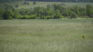 Rüzgarlı bir günde Bromus Secalinus 'la ilkbahar tarlası