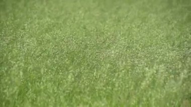 Rüzgarlı bir günde Bromus Secalinus 'la ilkbahar tarlası
