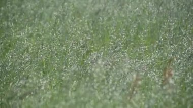 Rüzgarlı bir günde Bromus Secalinus 'la ilkbahar tarlası