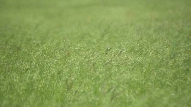 Rüzgarlı bir günde Bromus Secalinus 'la ilkbahar tarlası
