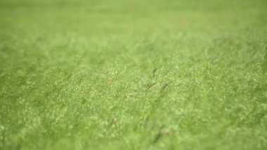 Rüzgarlı bir günde Bromus Secalinus 'la ilkbahar tarlası