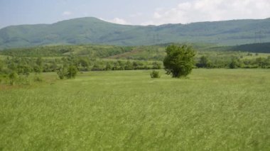 Rüzgarlı bir günde Bromus Secalinus 'la ilkbahar tarlası