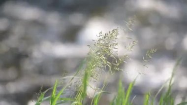 Dağ nehrinin kıyısında Apera spica-venti