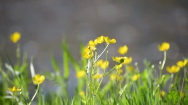Bir dağ nehrinin kıyısında çiçek açan