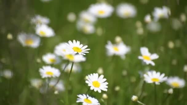 Nivyanik Blume Leucnthemum Blüht Tal Der Karpaten — Stockvideo