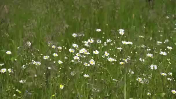 Nivyanik Çiçekleri Karpat Dağları Vadisinde Çiçek Açar — Stok video