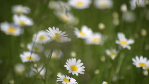 喀尔巴阡山脉谷地的菊花盛开 — 图库视频影像