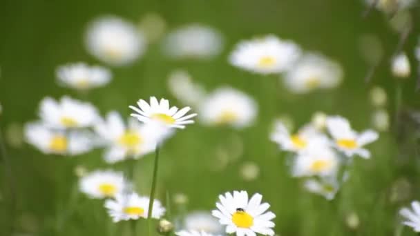 Nivyanik Blume Leucnthemum Blüht Tal Der Karpaten — Stockvideo