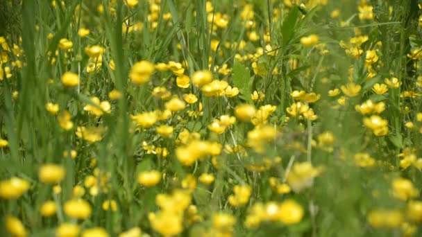 Glade Blooming Buttercup Flowers — Stockvideo
