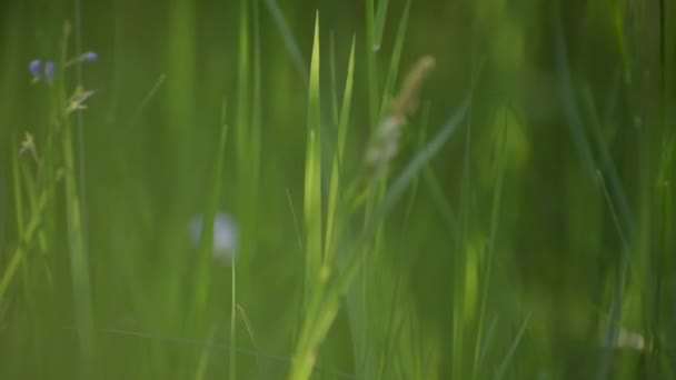 Мбаппе Играет Солнце Прибрежном Растении — стоковое видео