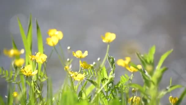 Flores Florecientes Orilla Río Montaña — Vídeo de stock