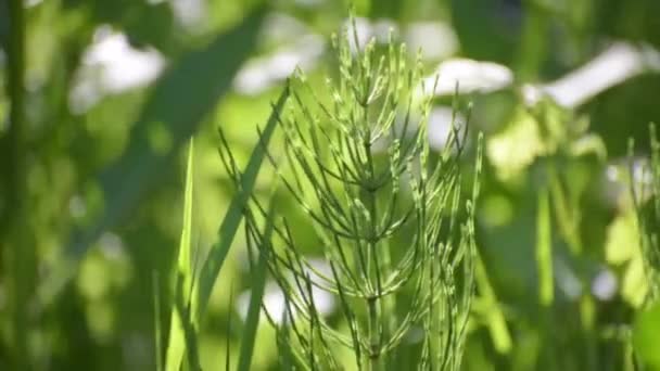 Planta Medicinal Horsetail Equisetum Telmateia Uma Floresta Montanha — Vídeo de Stock