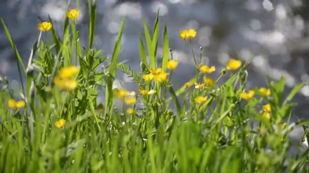 Blooming Buttercup Flowers Bank Mountain River — Stock Video