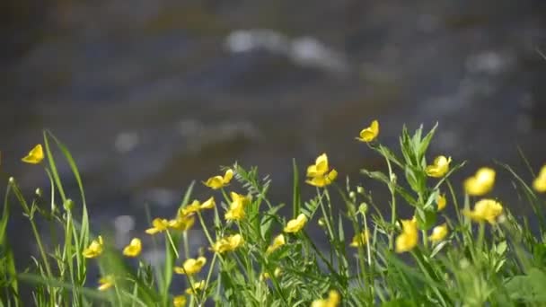 Квітучі Квіти Масляної Чашки Березі Гірської Річки — стокове відео