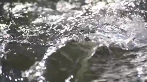 Bir Dağ Nehrinin Temiz Kaynak Suyu — Stok video