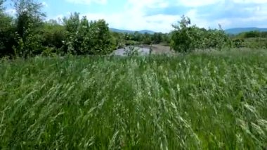 Bromus Secalinus 'un çalılıkları bir dağ nehrinin kıyısında