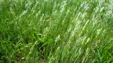 Bromus Secalinus 'un çalılıkları bir dağ nehrinin kıyısında