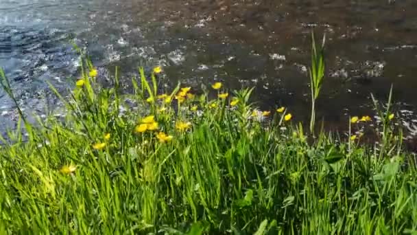 Kwitnące Kwiaty Jaskry Brzegu Górskiej Rzeki — Wideo stockowe