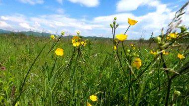 Çiçeklerle dolu bir açıklık