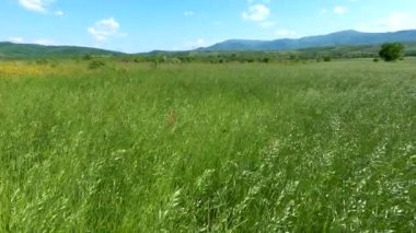 Rüzgarlı bir günde Bromus Secalinus 'la ilkbahar tarlası