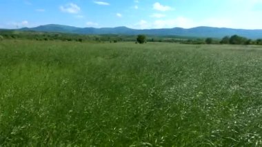 Rüzgarlı bir günde Bromus Secalinus 'la ilkbahar tarlası
