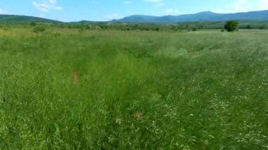 Rüzgarlı bir günde Bromus Secalinus 'la ilkbahar tarlası