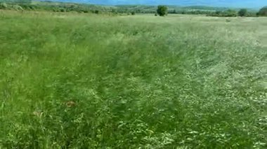 Rüzgarlı bir günde Bromus Secalinus 'la ilkbahar tarlası