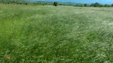 Rüzgarlı bir günde Bromus Secalinus 'la ilkbahar tarlası