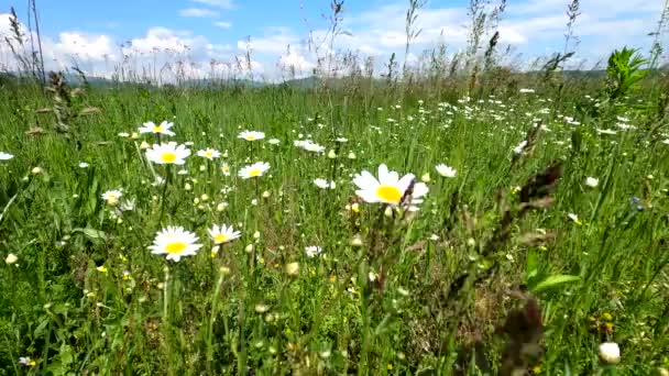 Nivyanik Flower Leucnthemum Bloom Valley Carpathian Mountains — Stock Video