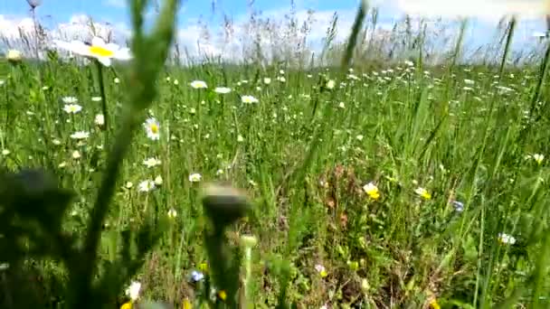 Цветок Нивяник Левкнемум Цветет Долине Карпатских Гор — стоковое видео