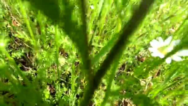 Nivyanik Bloem Leucnthemum Bloei Vallei Van Karpaten — Stockvideo