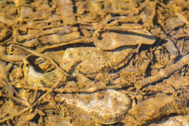 Bir dağ nehrinin temiz suyunda endüstriyel atık