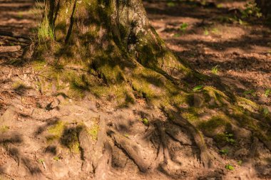 Yaşlı bir ağacın gövdesindeki ışık ve gölge oyunu