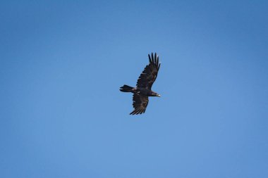 Kuzgun mavi gökyüzünde uçar