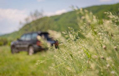 Bromus Secalinus 'un çalılıkları ve bir SUV' nin dış hatları.