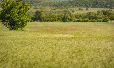 Rüzgarlı bir günde Bromus Secalinus 'la ilkbahar tarlası