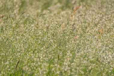 Rüzgarlı bir günde Bromus Secalinus 'la ilkbahar tarlası