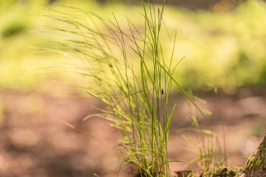 Sahildeki bir bitkinin üzerinde güneşin güzel oyunu
