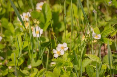 Çiçek açan bahar Potentilla indica çiçeği
