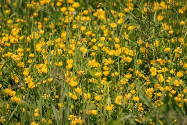 Çiçeklerle dolu bir açıklık
