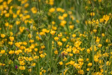 Glade with blooming buttercup flowers