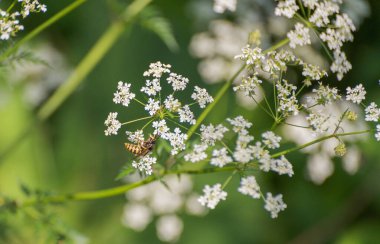 Wasp Anthriscus 'ta nektar topluyor.