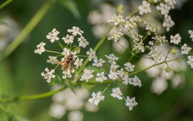 Wasp Anthriscus 'ta nektar topluyor.