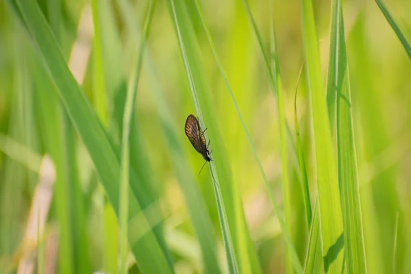 Insekt Sialis Lutaria Sitter Stam — Stockfoto