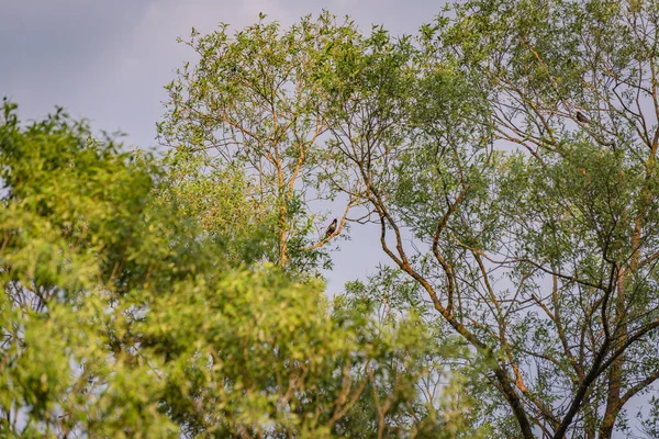 斯达林和黑鸟坐在一棵高大的树上 — 图库照片